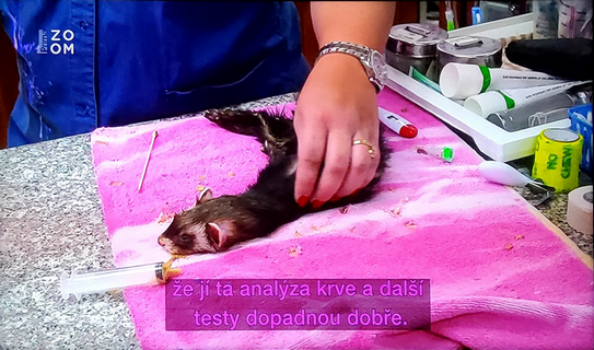 nečitelné fialové titulky na fialovém pozadí